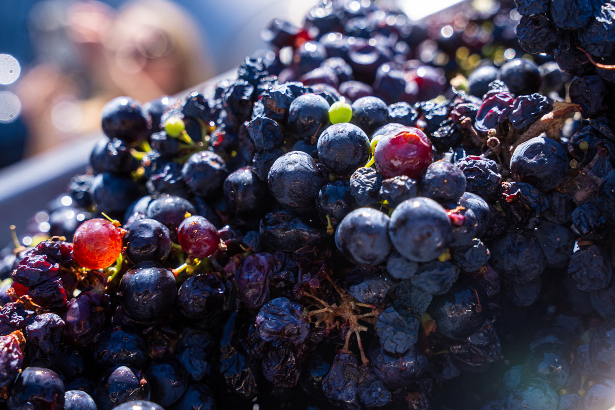 Altisima Winery — Grape Harvest