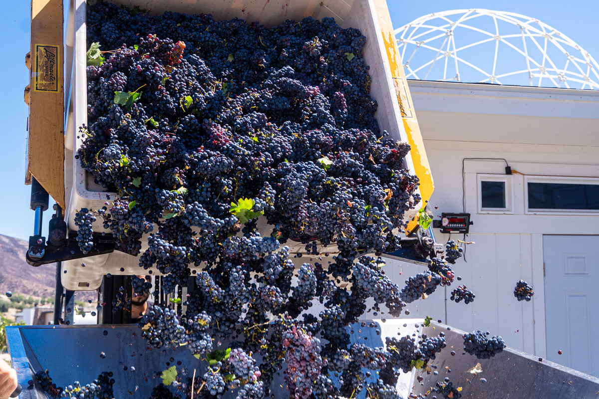 Altisima Winery — Grape Crush