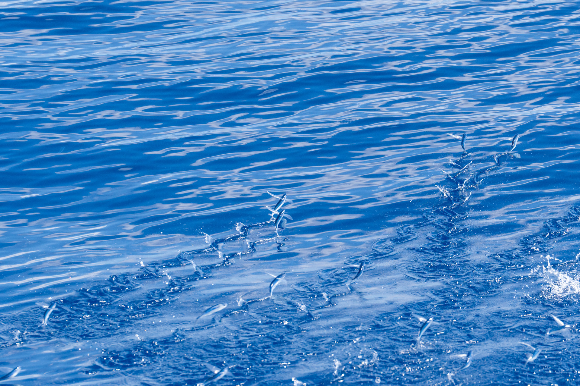 Scrub Island Billfish Series