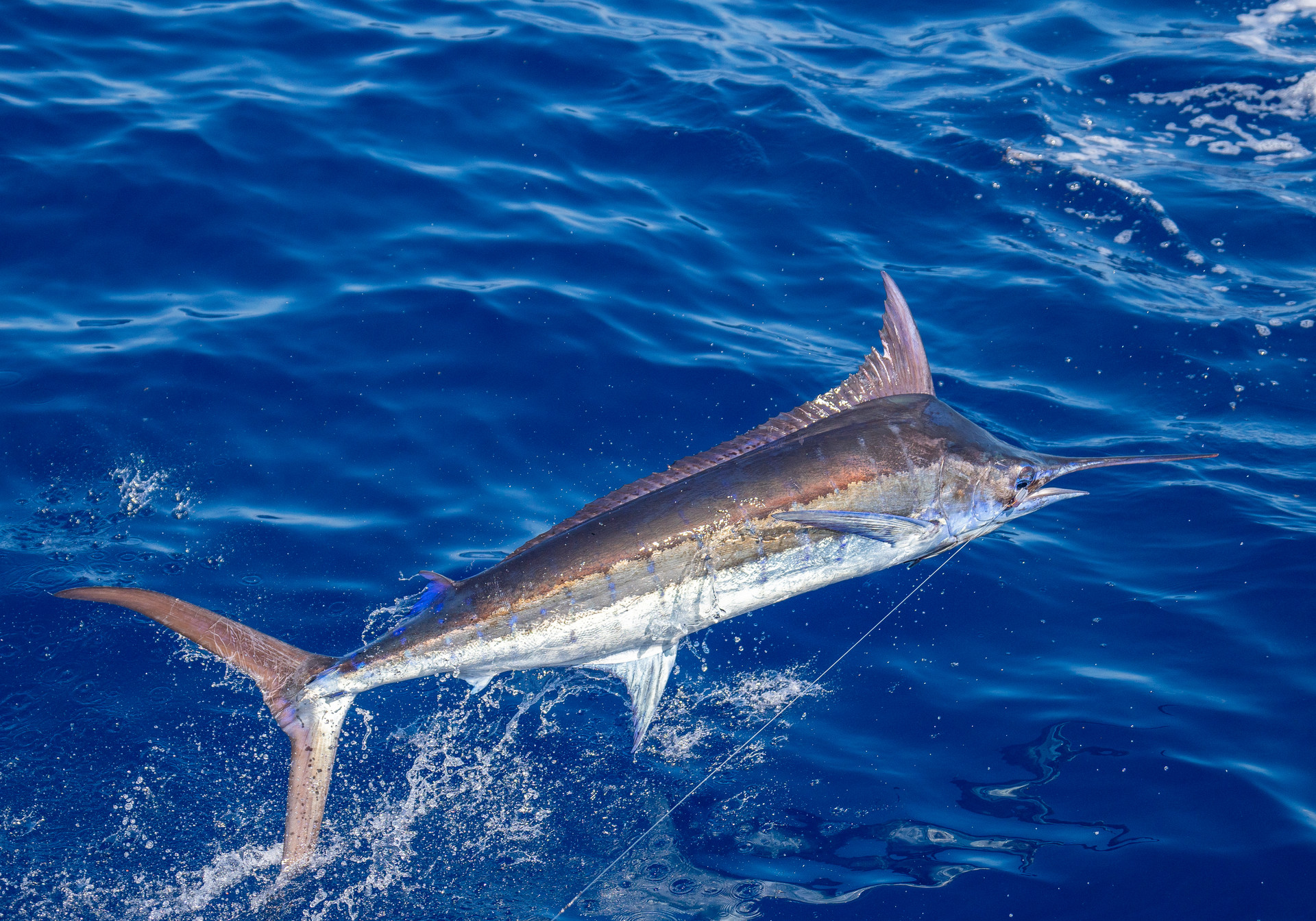 Scrub Island Billfish Series